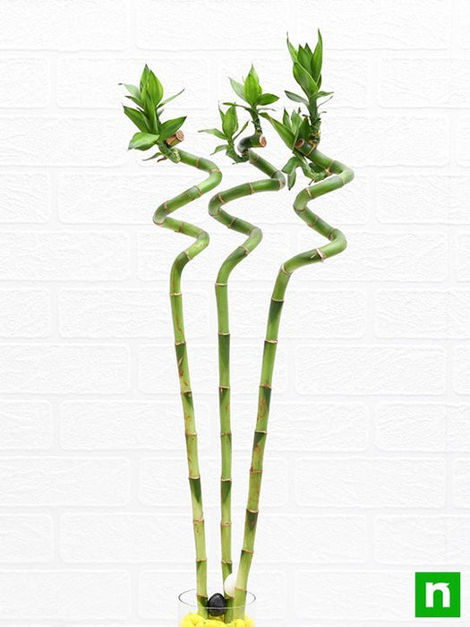 60 cm spiral stick lucky bamboo plant - plant