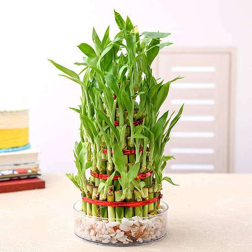 7 layer lucky bamboo plant in a bowl with pebbles - plant