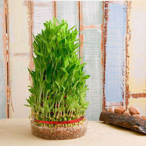 8 layer lucky bamboo plant in a bowl - plant