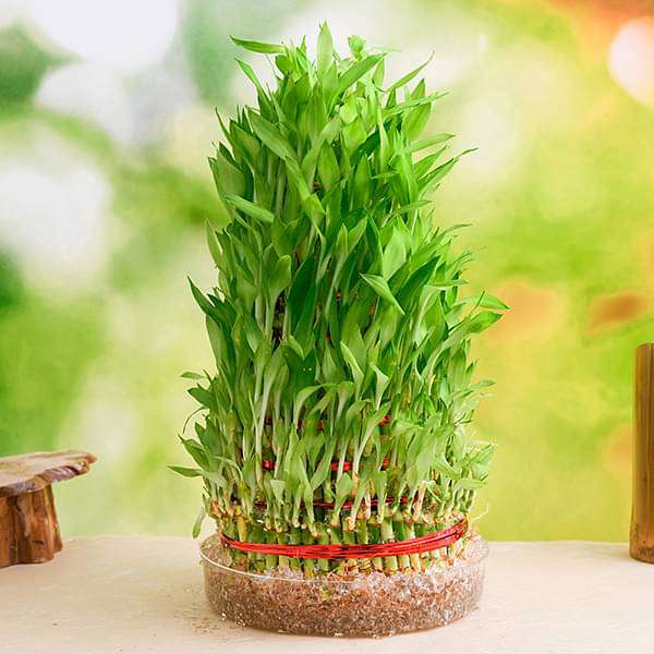 lucky bamboo price Buy 9 Layer Lucky Bamboo Plant in a Bowl online from Nurserylive at lowest  price