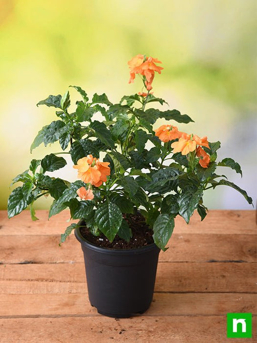 aboli plant seeds Buy Abuli, Firecracker Flower