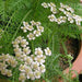 achillea millefolium - plant