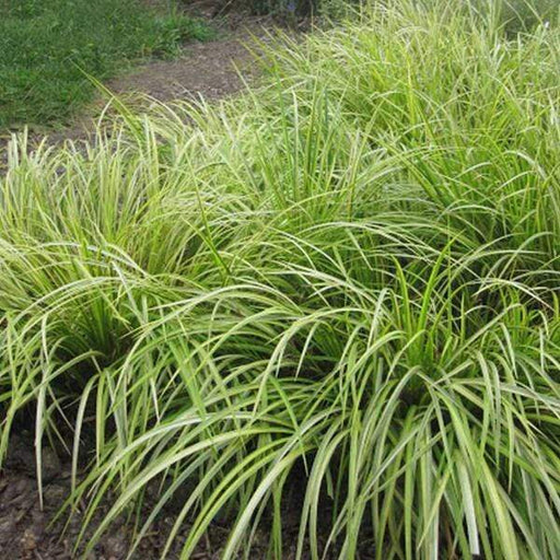 acorus grass - plant
