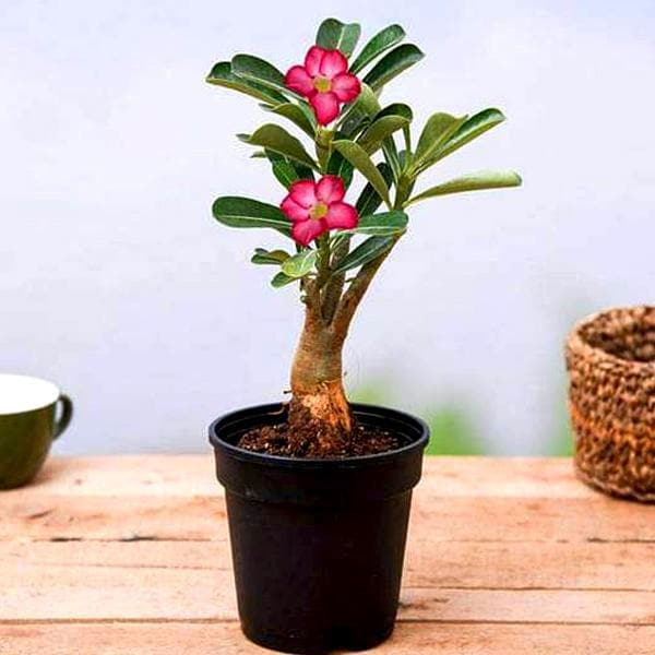 buy desert rose seeds online Buy Adenium Plant, Desert Rose ( Grown through seeds, Any Color )