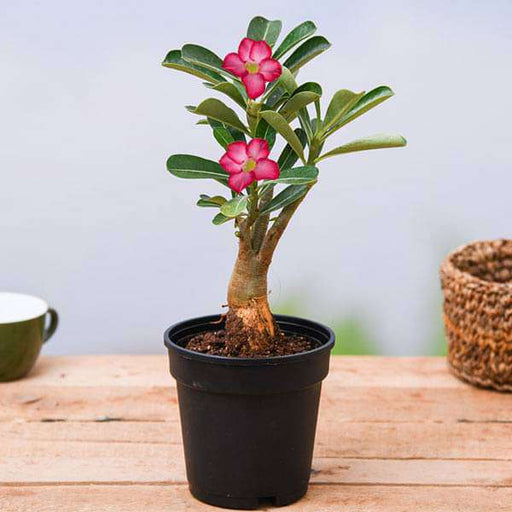 Desert Rose Plant - Adenium obesum - Natural Bonsai or House Plant - 4 Pot