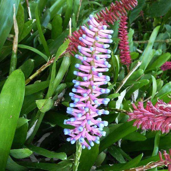 matchstick succulent Buy Aechmea Gamosepala, Matchstick