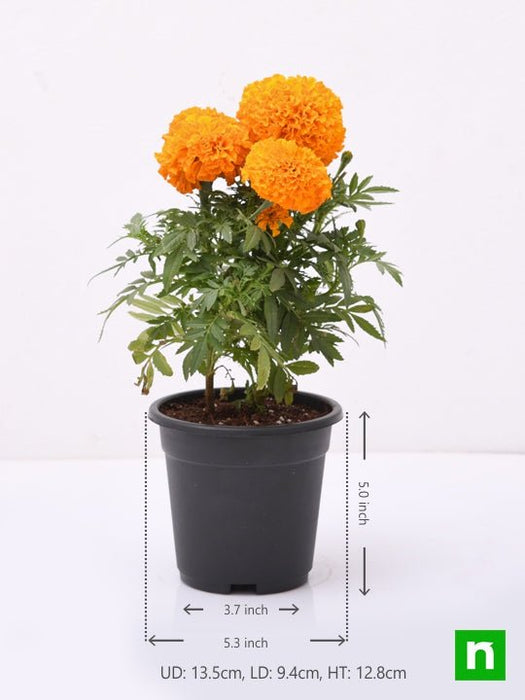 african marigold (orange) - plant