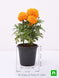 Product image thumbnail 3