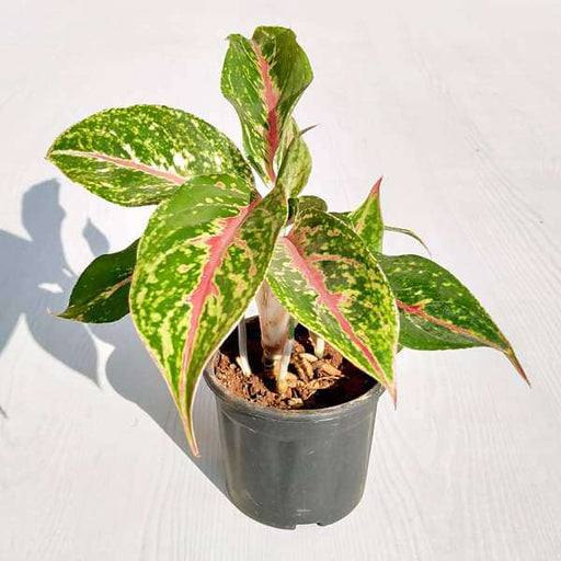 aglaonema butterfly merah Buy Aglaonema Butterfly Manis