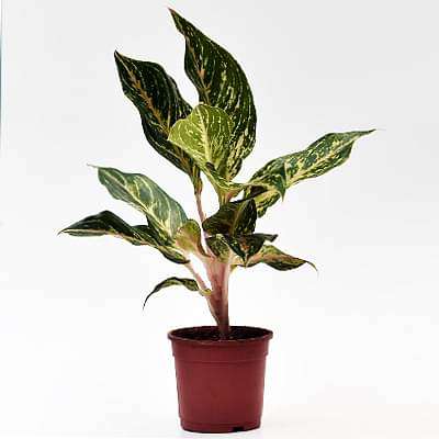 aglaonema butterfly - plant