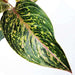 aglaonema butterfly - plant