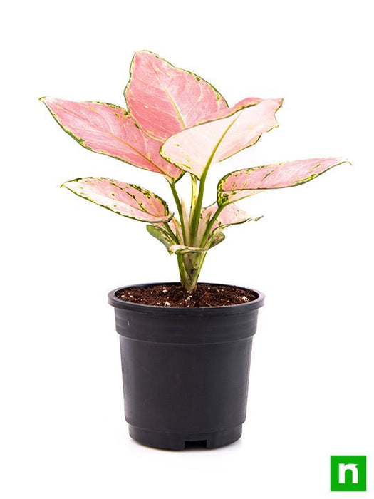 aglaonema dud Buy Aglaonema dud anyamanee, Aglaonema anyamanee (Green, Pink)