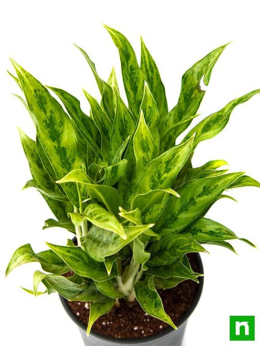 aglaonema compact maria Buy Aglaonema green compact, Aglaonema compact maria