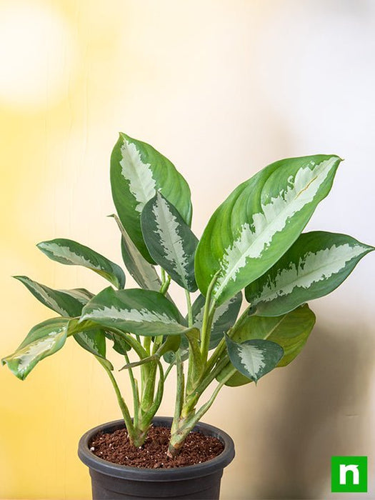 aglaonema jubilee care Buy Aglaonema Jubilee Petite