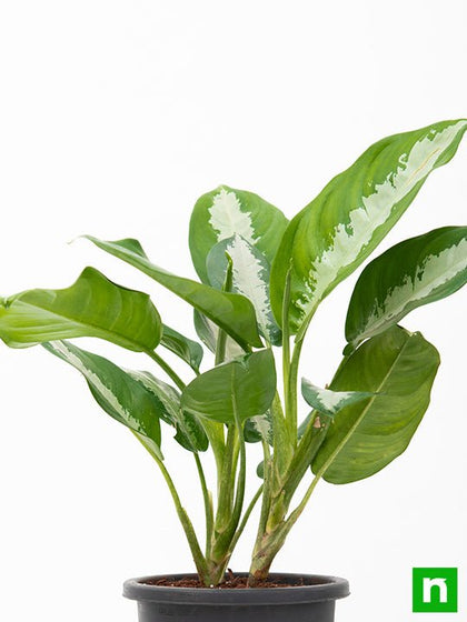 aglaonema jubilee petite Buy Aglaonema Jubilee Petite