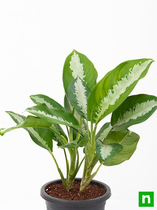 jubilee aglaonema Buy Aglaonema Jubilee Petite