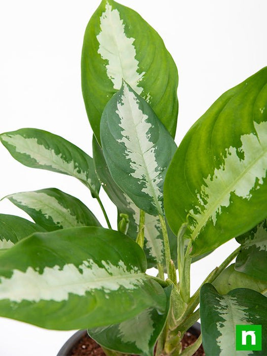 aglaonema jubilee petite Buy Aglaonema Jubilee Petite