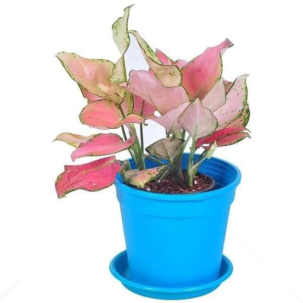 aglaonema pink valentine flower Buy Aglaonema lady valentine, Aglaonema anyamanee (pink)