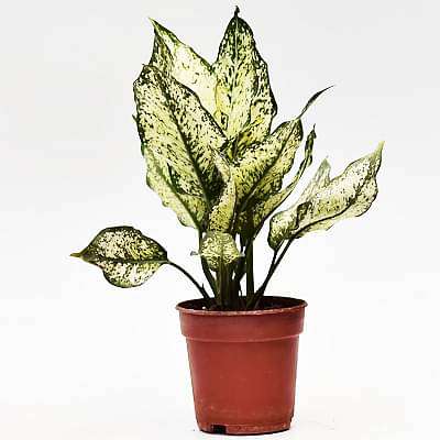 aglaonema snowflake Buy Aglaonema snow white, Aglaonema snowflake