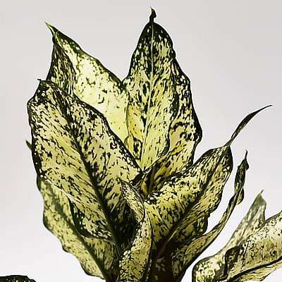 aglaonema snowflake Buy Aglaonema snow white, Aglaonema snowflake