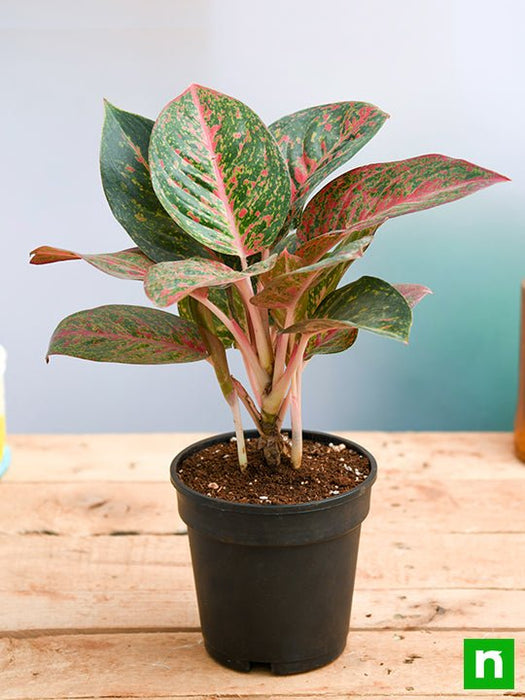 red aglaonema price Buy Aglaonema widuri, Aglaonema Red Peacock