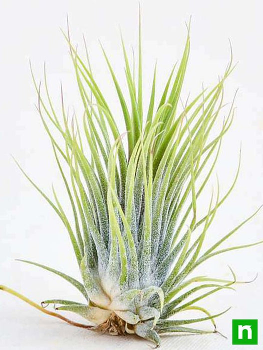 ionantha guatemala tillandsia air plant Buy Air Plant, Tillandsia ionantha Guatemala (Medium)