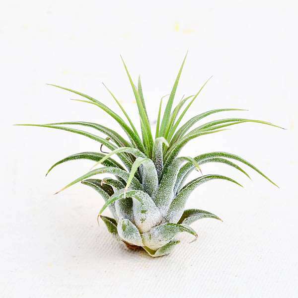 Tillandsia ionantha v. mini Tillandsia Ionantha Air Plants