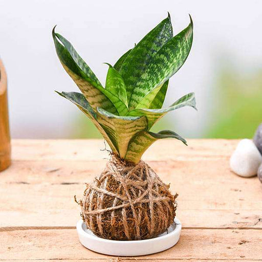air purifier snake plant kokedama with ceramic plate 