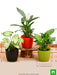 air purifying indoor plants for office desk 