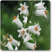 aletris farinosa - plant