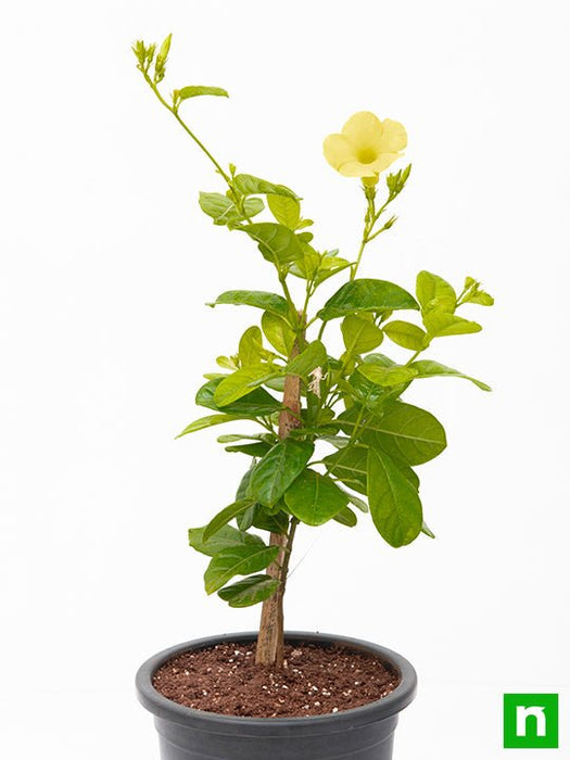 allamanda creeper - plant