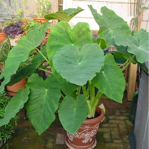 elephant ear plant india Buy Alocasia, Elephant Ear (Green)