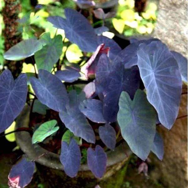 alocasia esculata black magic - plant