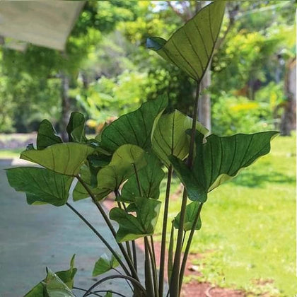 Buy Alocasia esculata var tea cup