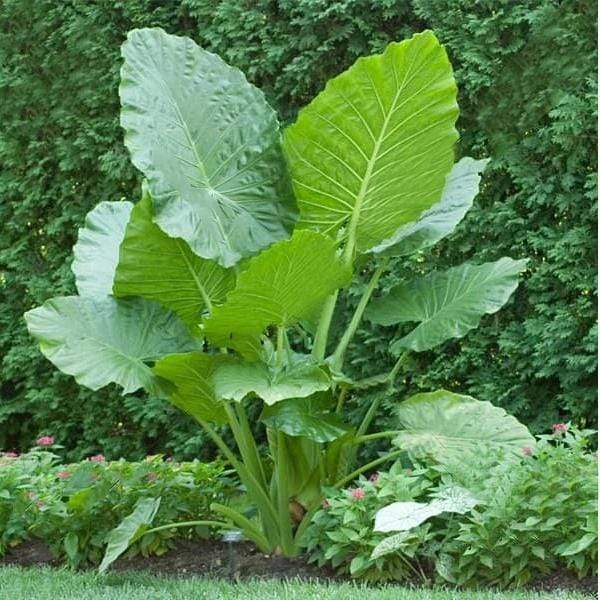 Buy Alocasia macrorrhiza - Plant online from Nurserylive at lowest price.