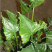 alocasia triangularis - plant