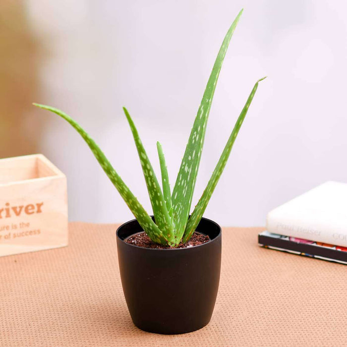 Buy Aloe vera - Succulent Plant online from Nurserylive at lowest price.