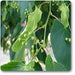 american linden - plant