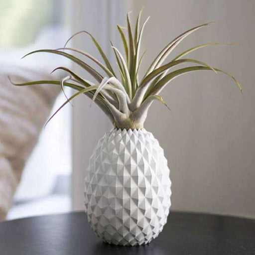 ananas - plant