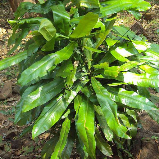 ancistrocladus korupensis - plant