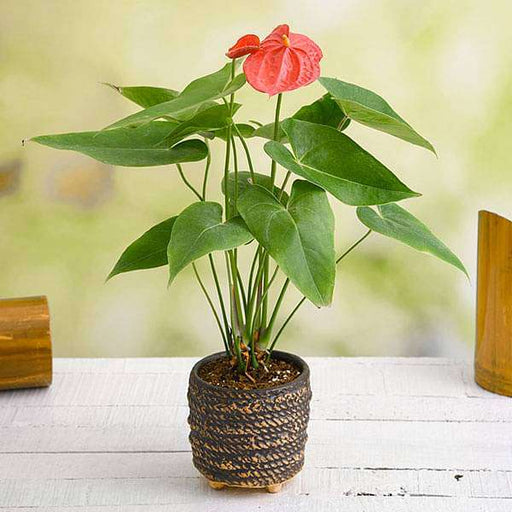 anthurium in a rope design round ceramic pot - plant