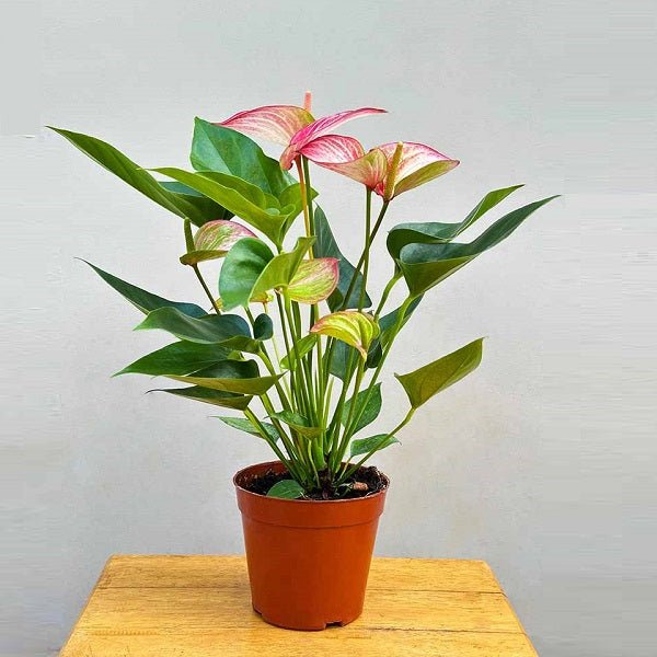 Anthurium (Tricolor) - Plant