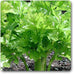 apium graveolens - plant