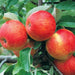 apple tree (grafted) - plant