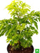 aralia green - plant