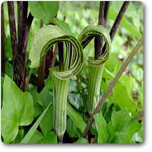 arisaema triphyllum - plant
