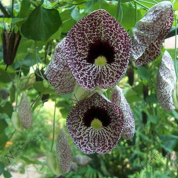 Dutchman's Pipe, Aristolochia Aeticulata Plant