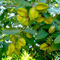 arjuna tree bonsai Buy Terminalia Arjuna, Arjun