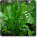 armoracia rusticana - plant