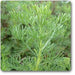 artemisia abrotanum - plant